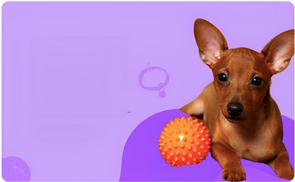 comida para perros a domicilio